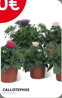 BricoPlanit Callistephus aanbieding