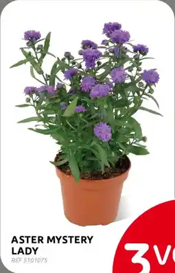 BricoPlanit Aster mystery lady aanbieding