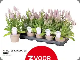 BricoPlanit Ptilotus exaltatus roze aanbieding