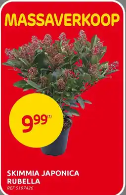BricoPlanit Skimmia japonica rubella aanbieding
