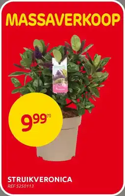BricoPlanit Struikveronica aanbieding