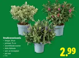 Lidl Struikveronicamix aanbieding