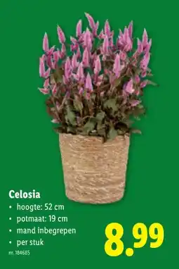 Lidl Celosia aanbieding