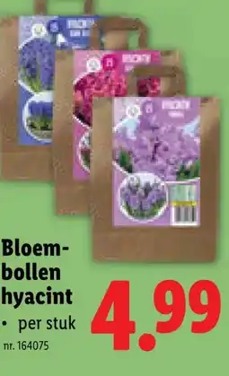 Lidl Bloem- bollen hyacint aanbieding