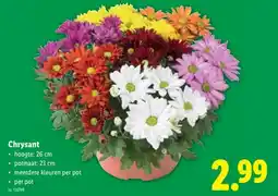 Lidl Chrysant aanbieding