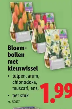 Lidl Bloem- bollen met kleurwissel aanbieding