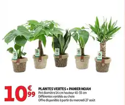 Auchan Plantes vertes + panier noah aanbieding