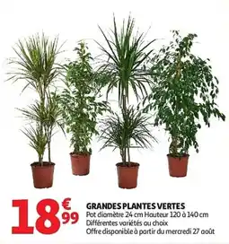 Auchan Grandes plantes vertes aanbieding