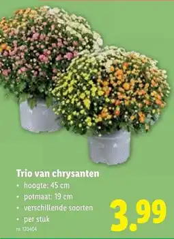 Lidl Trio van chrysanten aanbieding