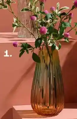 Kwantum Gomphrena aanbieding