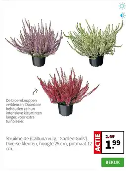 Intratuin Struikheide calluna vulg garden girls aanbieding