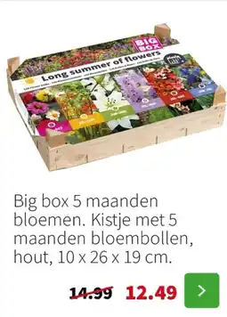 Intratuin Big box 5 maanden bloemen aanbieding