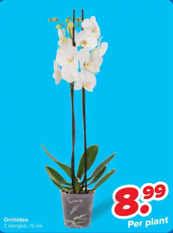 Carrefour Orchidee aanbieding