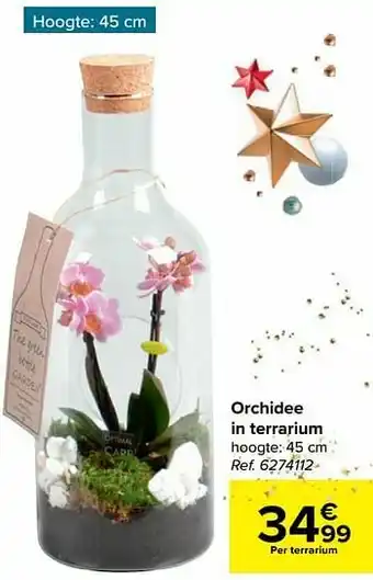 Orchidee in terrarium