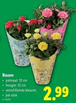 Lidl Rozen aanbieding