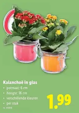 Lidl Kalanchoë in glas aanbieding