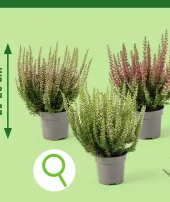 ALDI Heide aanbieding