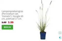 Intratuin Lampenpoetsersgras aanbieding