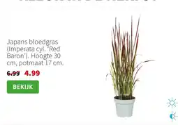 Intratuin Japans bloedgras aanbieding