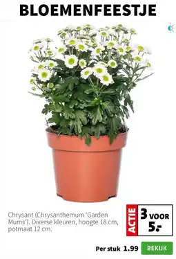Intratuin Chrysant Chrysanthemum Garden Mums aanbieding
