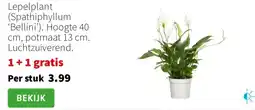 Intratuin Lepelplant Spathiphyllum Bellini aanbieding