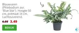 Intratuin Blauwvaren Phlebodium aur. Blue Star aanbieding