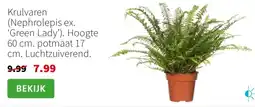 Intratuin Krulvaren Nephrolepis ex. Green Lady aanbieding