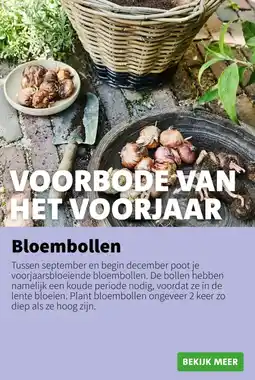 Intratuin Bloembollen aanbieding
