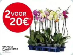 Brico Orchidee Phalaenopsis aanbieding