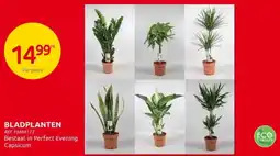 Brico Bladplanten aanbieding