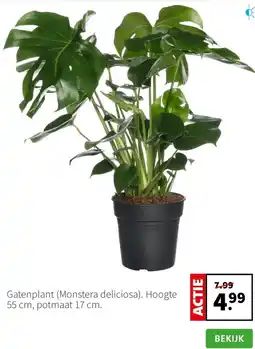Intratuin Gatenplant (Monstera deliciosa) aanbieding