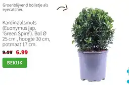 Intratuin Kardinaalsmuts (Euonymus jap. ‘Green Spire') aanbieding