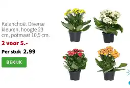 Intratuin Kalanchoë aanbieding