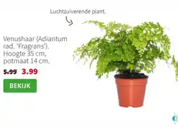 Intratuin Venushaar (Adiantum rad. 'Fragrans') aanbieding