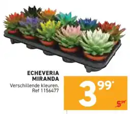Trafic Echeveria miranda aanbieding
