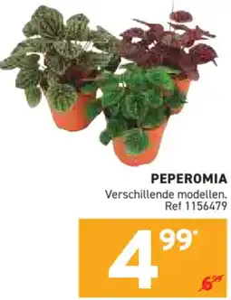 Trafic Peperomia aanbieding