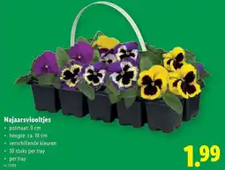 Lidl Najaarsviooltjes aanbieding