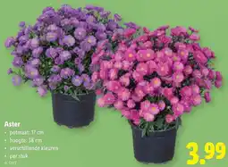 Lidl Aster aanbieding