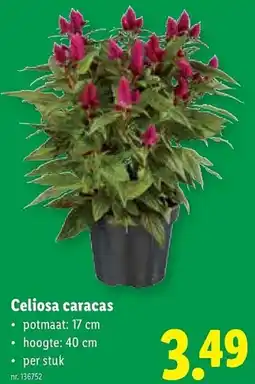 Lidl Celiosa caracas aanbieding