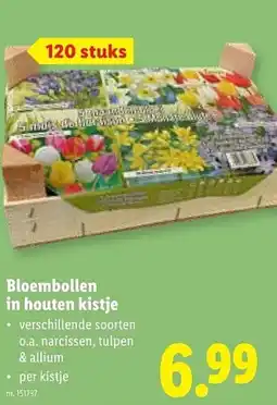 Lidl Bloembollen in houten kistje aanbieding