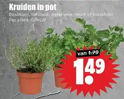 Dirk Kruiden in pot aanbieding