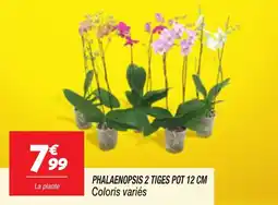 Netto Phalaenopsis 2 tiges pot aanbieding