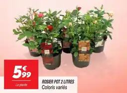 Netto Rosier pot aanbieding