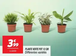 Netto Plante Verte Pot aanbieding