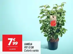 Netto Camélia pot aanbieding