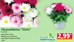 Norma Chrysanthème Sixtie Pink Flair aanbieding