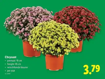 Lidl Chrysant aanbieding