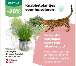 AVEVE Kattengras (Cyperus Zumula) in pot Ø 12 cm aanbieding