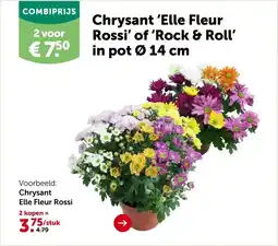 AVEVE Chrysant Elle Fleur Rossi aanbieding