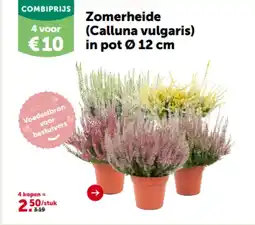 AVEVE Zomerheide (Calluna vulgaris) in pot 0 12 cm aanbieding